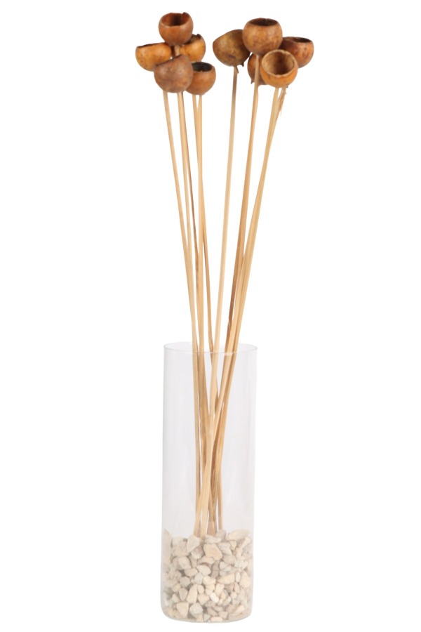 Dekoratif Doğal Kabak 50 cm 10lu - 2