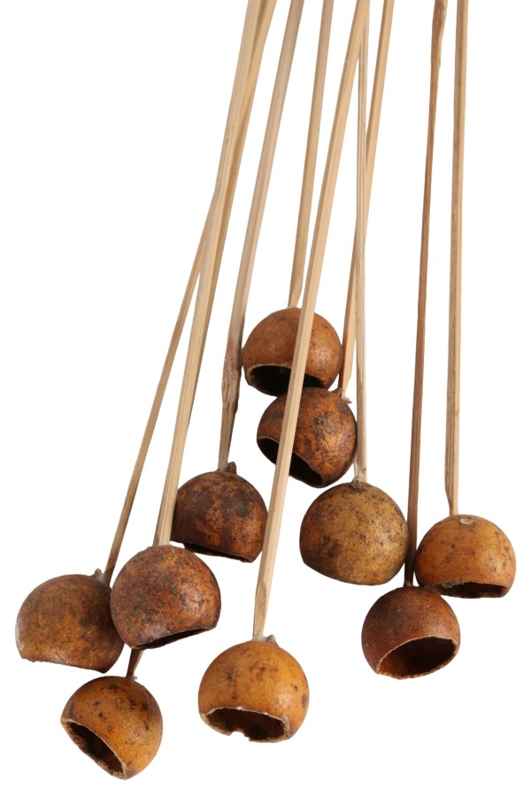 Dekoratif Doğal Kabak 50 cm 10lu - 3