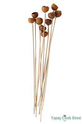 Dekoratif Doğal Kabak 50 cm 10lu - 4