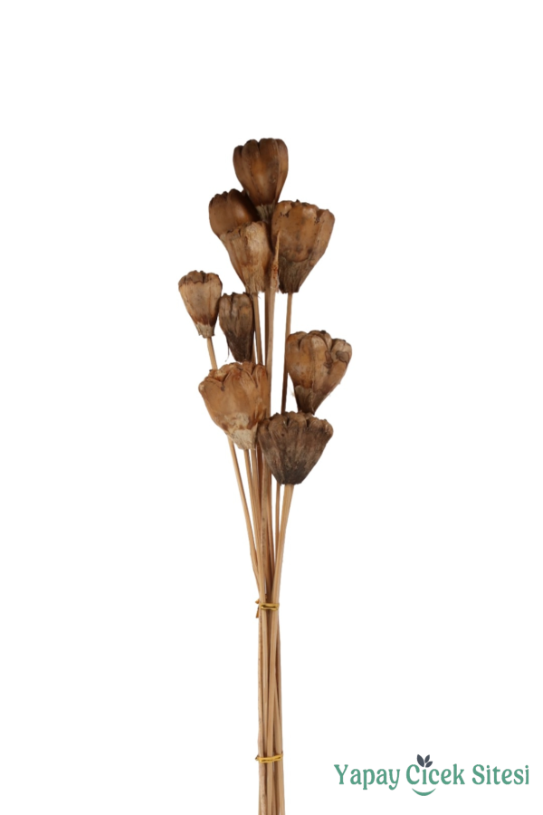 Kuru Çiçek Doğal Jack Seed 50 cm 10lu - 1