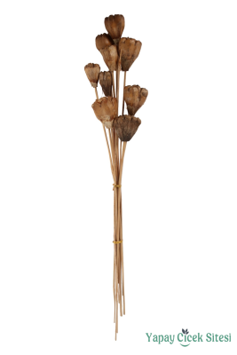 Kuru Çiçek Doğal Jack Seed 50 cm 10lu - 2
