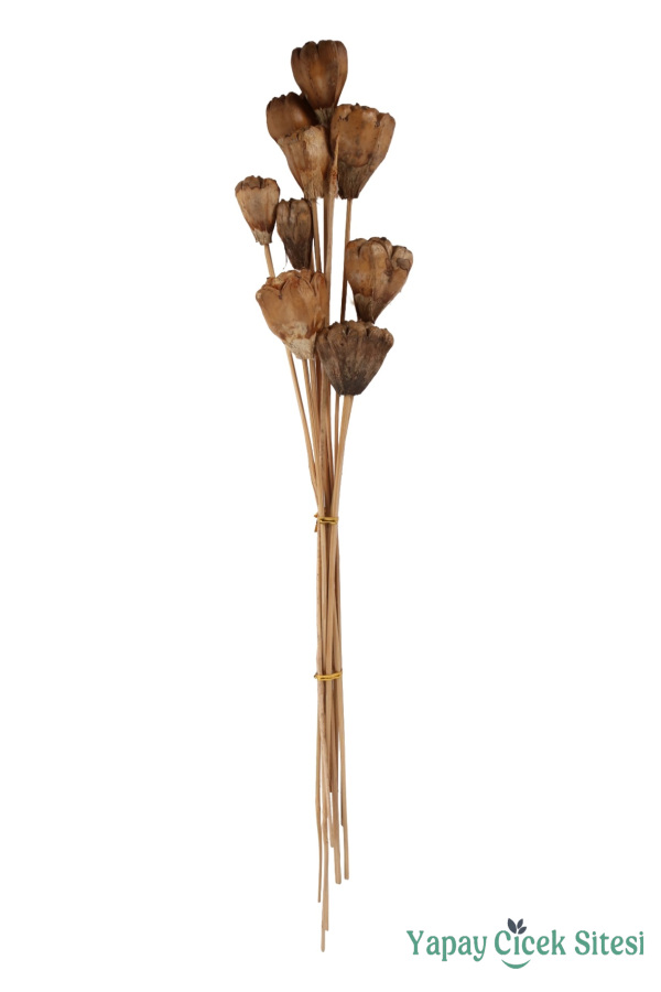 Kuru Çiçek Doğal Jack Seed 50 cm 10lu - 2