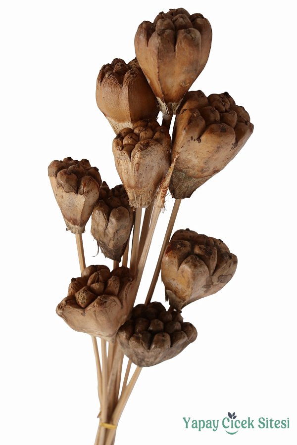 Kuru Çiçek Doğal Jack Seed 50 cm 10lu - 3