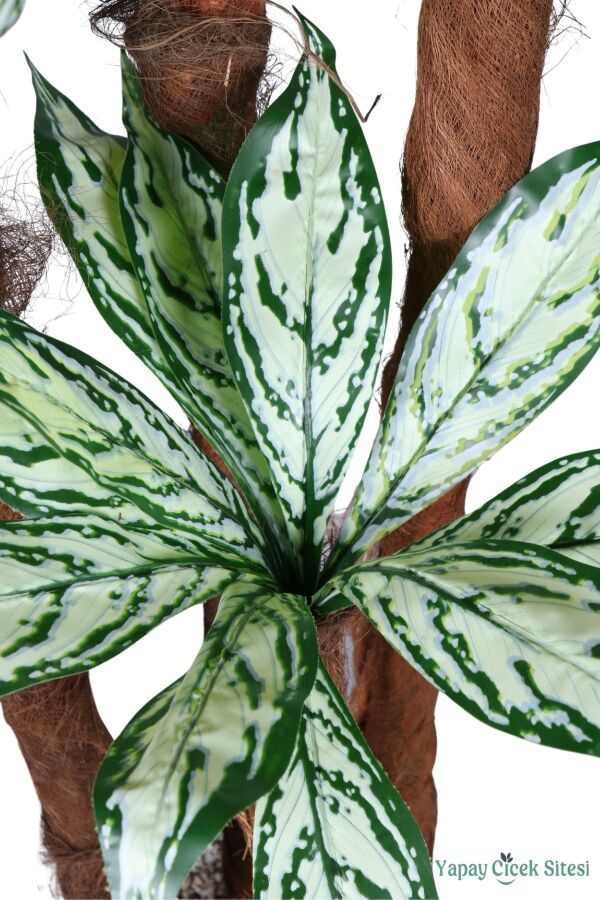 4 Gövdeli Yapay Difenbahya Ağacı 180 cm Model 2 - 2