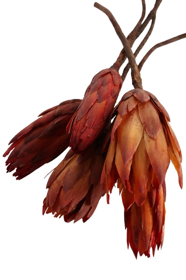 Doğal Kuru Çiçek Protea Kırmızı 5 Dallı - 3