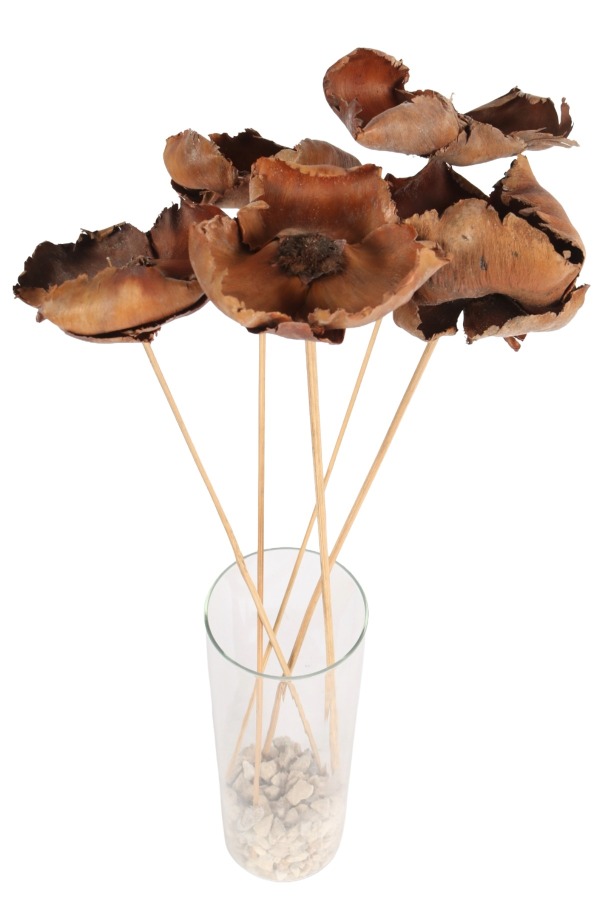 Kuru Çiçek Doğal Palmcup Çiçeği 45 cm 5li - 1