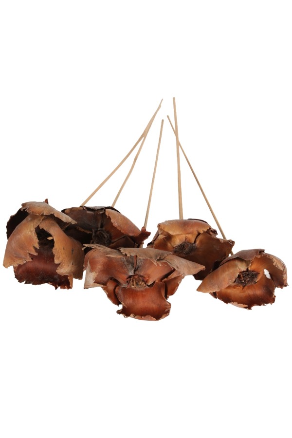 Kuru Çiçek Doğal Palmcup Çiçeği 45 cm 5li - 2