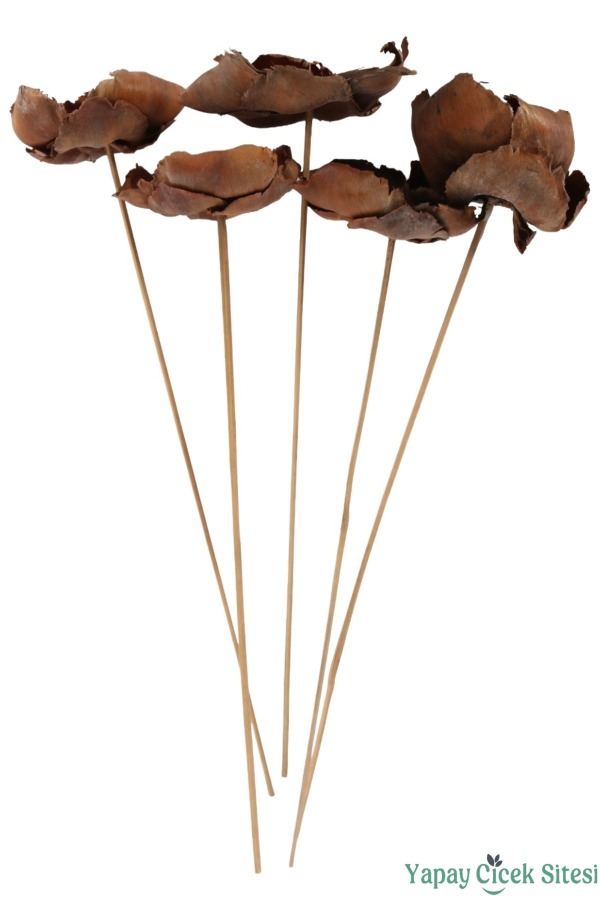 Kuru Çiçek Doğal Palmcup Çiçeği 45 cm 5li - 3