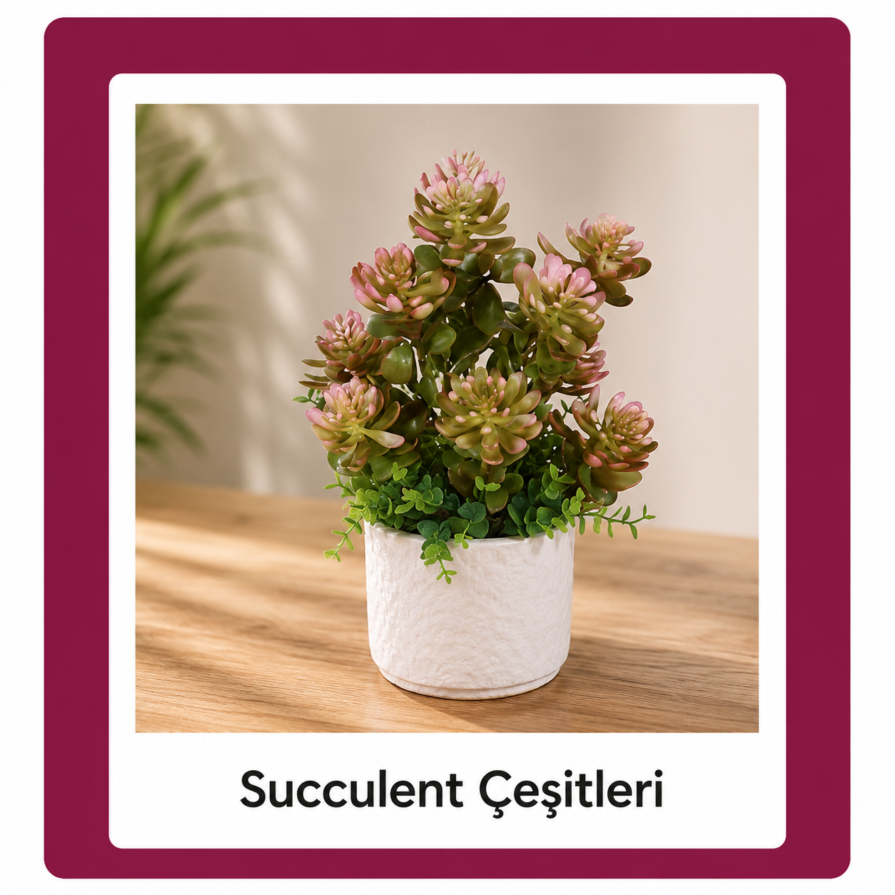Sukelent Çeşitleri