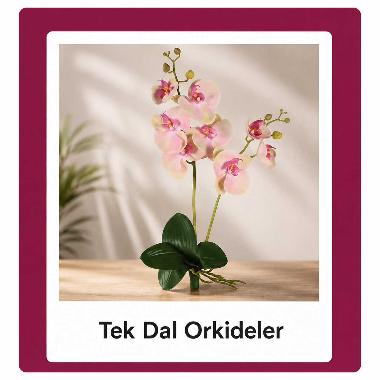 Tek Dal Orkideler