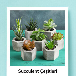 Sukelent Çeşitleri