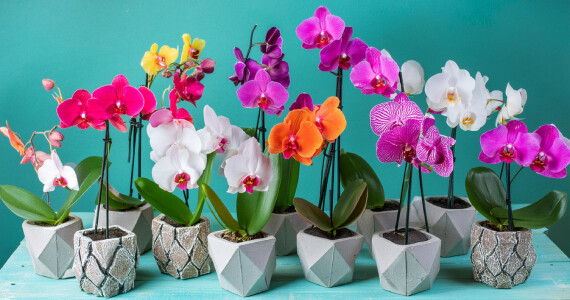 Yapay Çiçeklerle Dekorasyon İpuçları