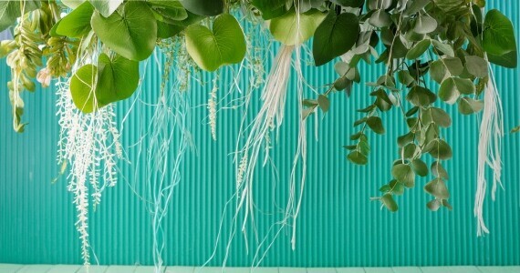 Yapay Sarmaşıkların Kullanım Alanları