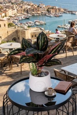 Beton Saksıda Yapay Dua Çiçeği 35 cm - 5