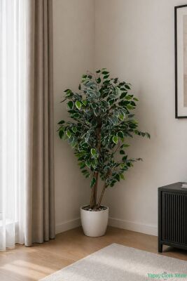 Beyaz Saksıda Yapay Benjamin (Ficus) Ağacı 130 cm Yeşil-Beyaz - Yapay Çiçek Sitesi