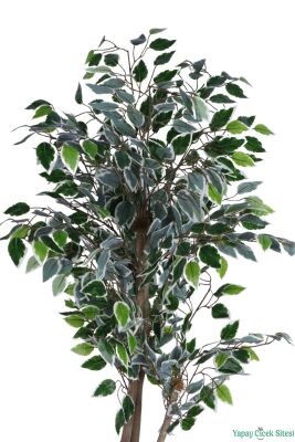 Beyaz Saksıda Yapay Benjamin (Ficus) Ağacı 130 cm Yeşil-Beyaz - 3