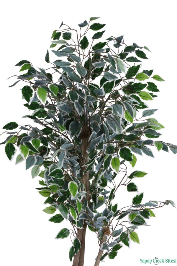 Beyaz Saksıda Yapay Benjamin (Ficus) Ağacı 130 cm Yeşil-Beyaz - 3