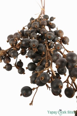 Kuru Çiçek Doğal Böğürtlen Dalı 60 cm 5li - 4