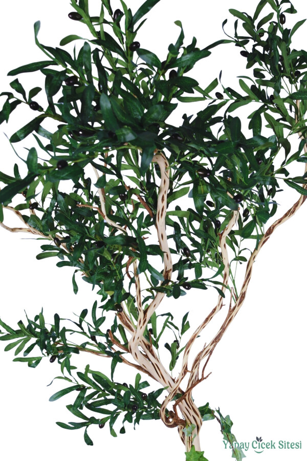 Fiber Saksıda bonsai Gövdeli Premium Yapay Zeytin Ağacı 180 cm - 2