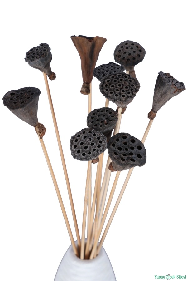 Kuru Çiçek Doğal Lotus 28 cm 10lu - 2