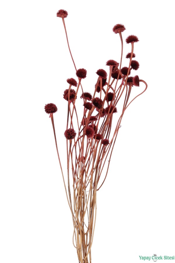 Kuru Çiçek Doğal Papatya Otu 48cm Bordo - 3