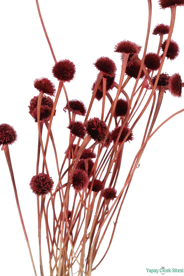 Kuru Çiçek Doğal Papatya Otu 48cm Bordo - 4