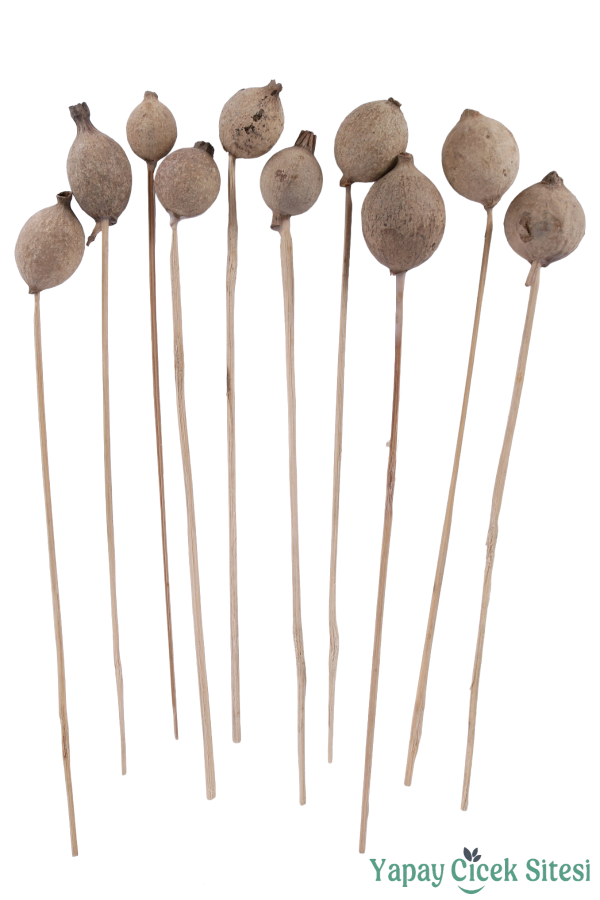 Kuru Çiçek Doğal Halo Kapsül 30 Cm 10lu - 1