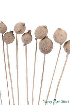 Kuru Çiçek Doğal Halo Kapsül 30 Cm 10lu - 2