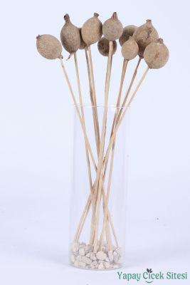 Kuru Çiçek Doğal Halo Kapsül 30 Cm 10lu - 3