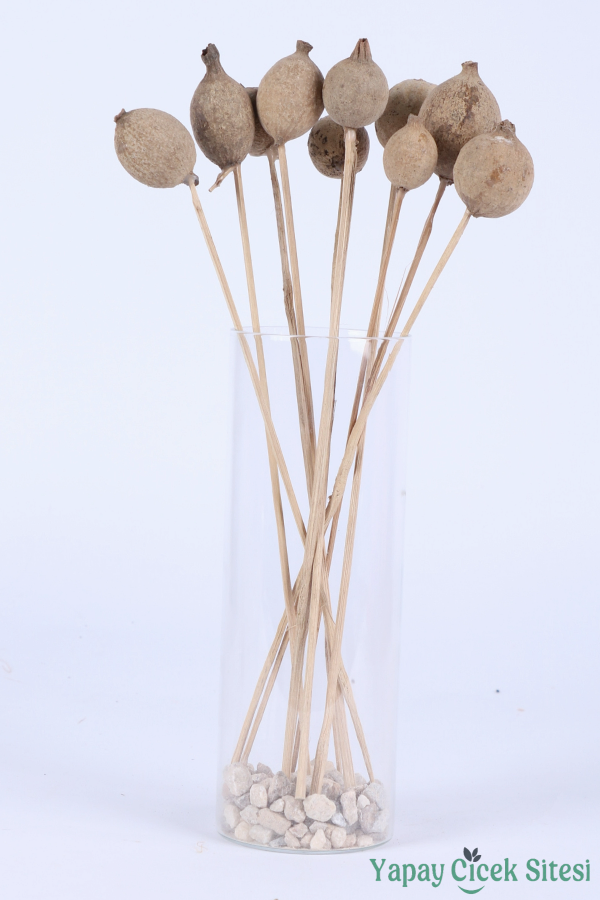 Kuru Çiçek Doğal Halo Kapsül 30 Cm 10lu - 3