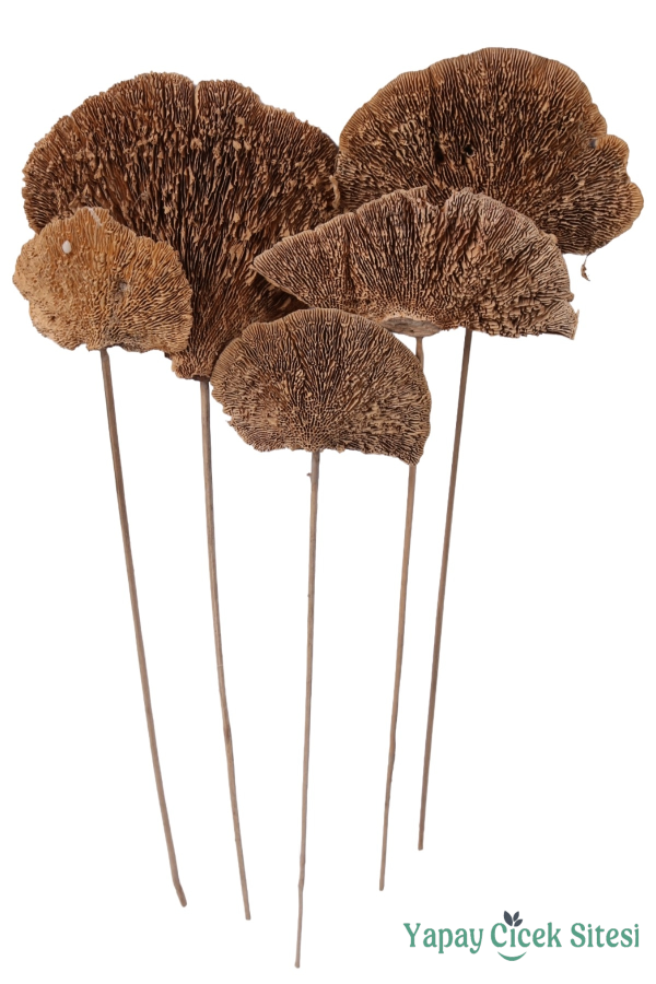 Kuru Çiçek Doğal Mushroom Mantar 50 Cm 5li - 4