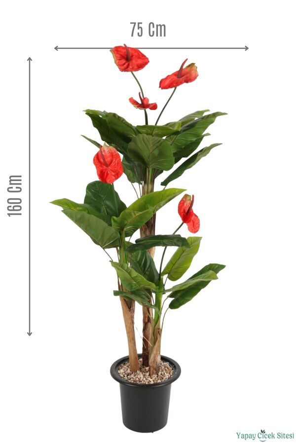 Plastik Saksıda Antoryum Ağacı 160 cm (Anthurium) - 1