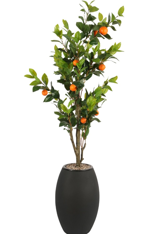 Siyah Fiber Saksıda Portakal Ağacı 220 cm - 2