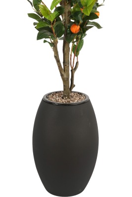 Siyah Fiber Saksıda Portakal Ağacı 220 cm - 3