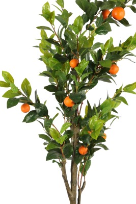 Siyah Fiber Saksıda Portakal Ağacı 220 cm - 4