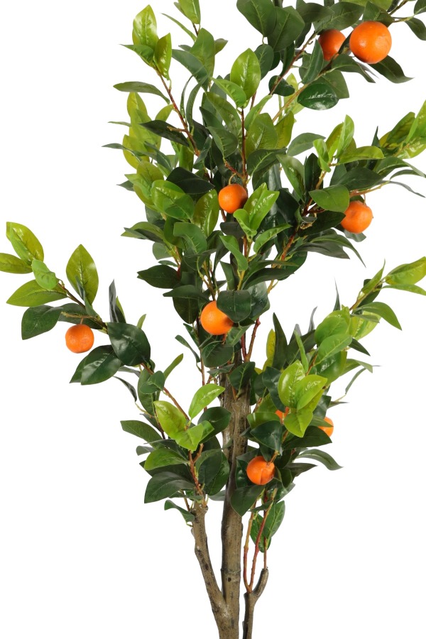 Siyah Fiber Saksıda Portakal Ağacı 220 cm - 4