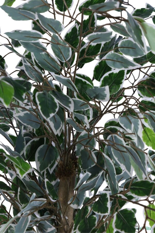 Siyah Saksıda Yapay Benjamin (Ficus) Ağacı 130 cm Yeşil-Beyaz - 5