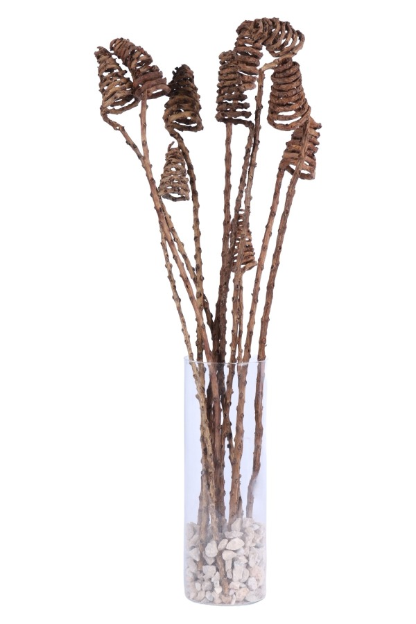 Kuru Çiçek Doğal Tropic Tail Cone 55 cm 10lu - 1