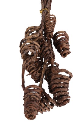 Kuru Çiçek Doğal Tropic Tail Cone 55 cm 10lu - 2