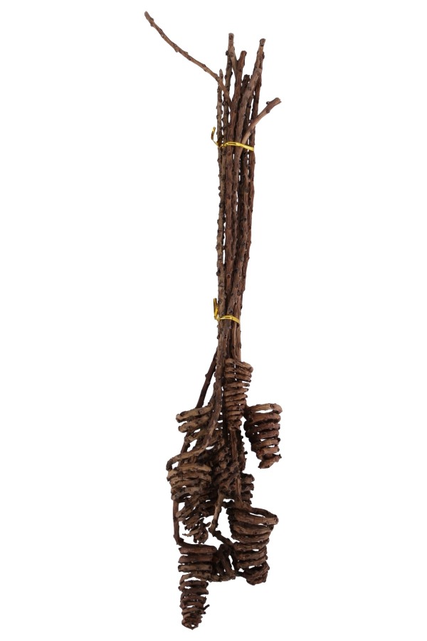 Kuru Çiçek Doğal Tropic Tail Cone 55 cm 10lu - 3