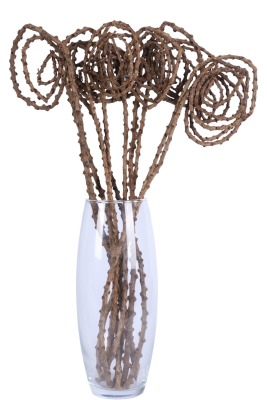 Kuru Çiçek Doğal Tail Angalia 50 cm 10lu - 1