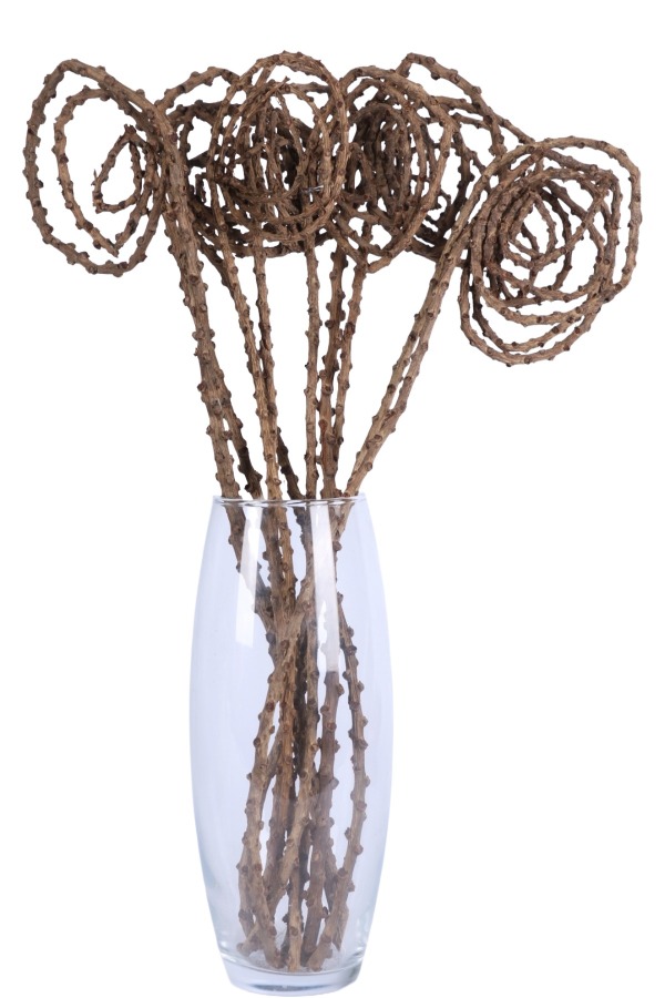 Kuru Çiçek Doğal Tail Angalia 50 cm 10lu - 1