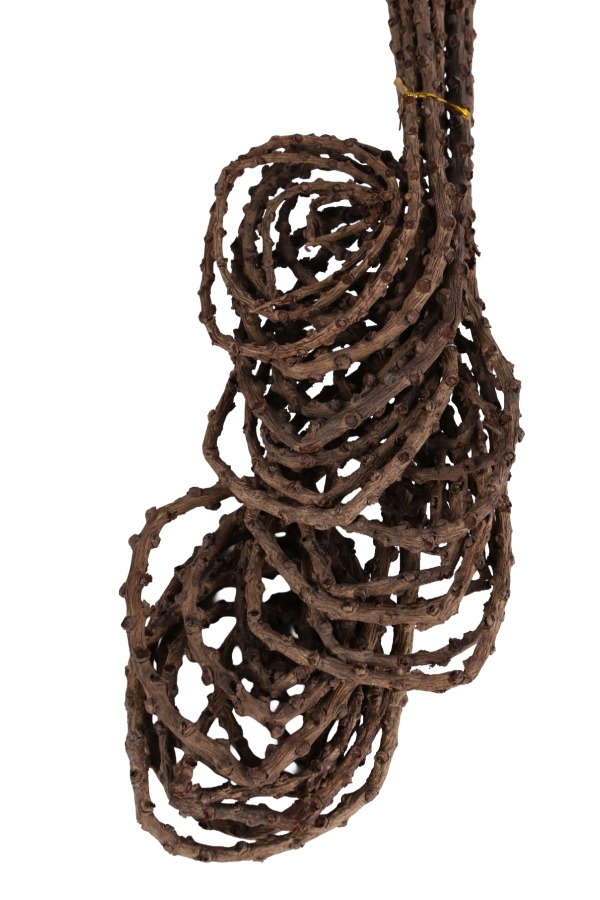 Kuru Çiçek Doğal Tail Angalia 50 cm 10lu - 3