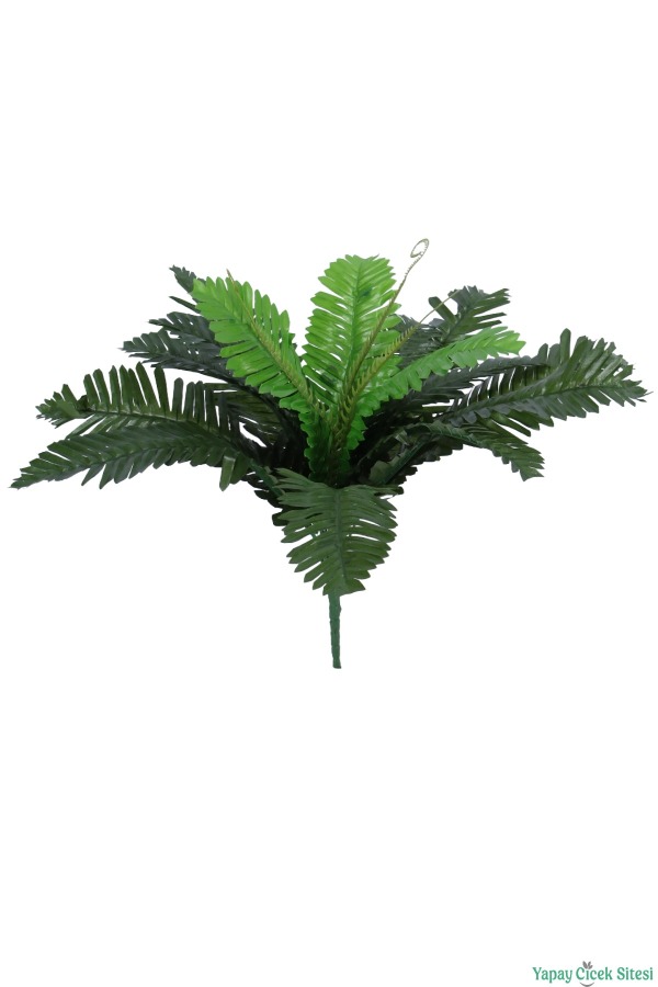 Eğrelti Otu Sıkas Bitkisi 18 Dallı 42 cm - 1