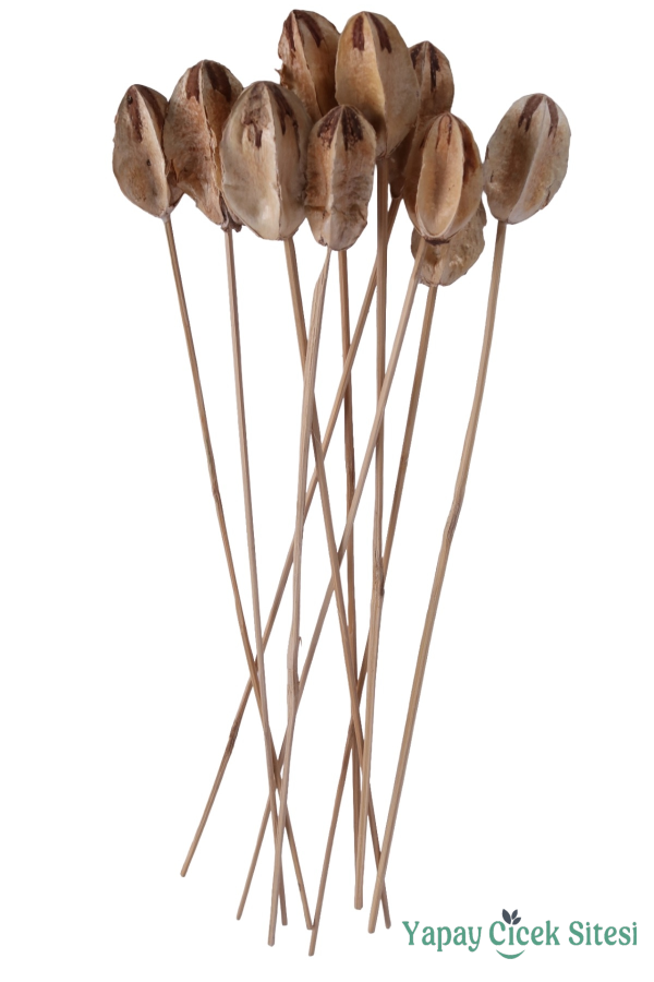 Kuru Çiçek Doğal Mehogony On Stem 45 cm 10lu - 1