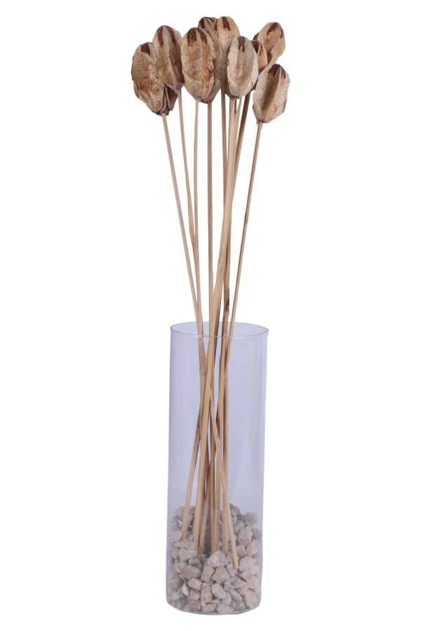 Kuru Çiçek Doğal Mehogony On Stem 45 cm 10lu - 2