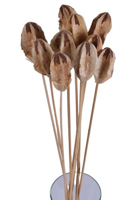 Kuru Çiçek Doğal Mehogony On Stem 45 cm 10lu - 3