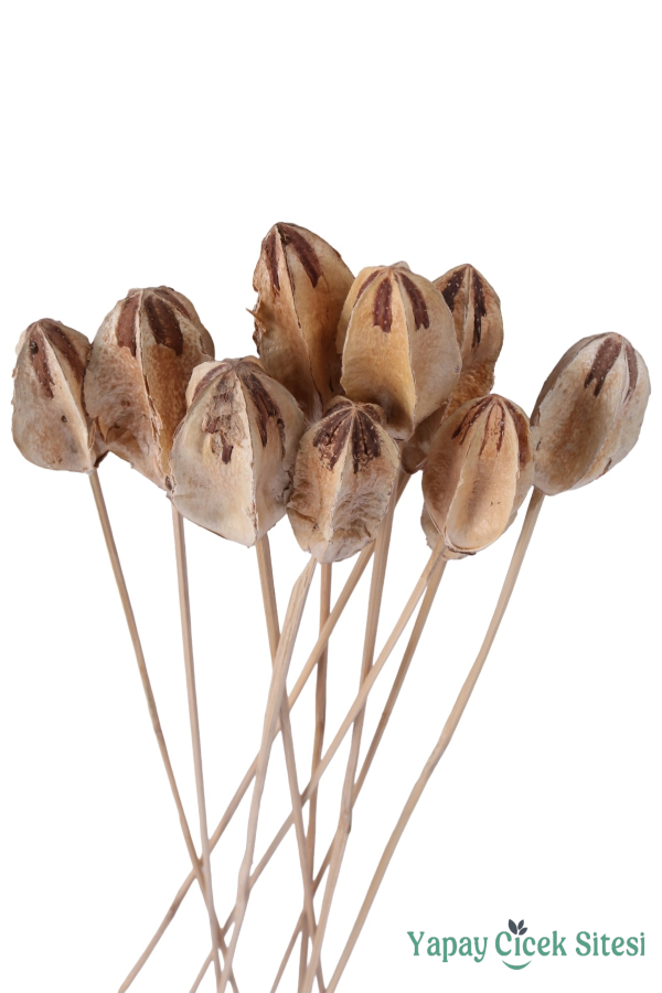 Kuru Çiçek Doğal Mehogony On Stem 45 cm 10lu - 4