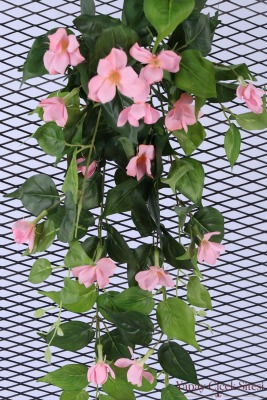 Yapay Sarkıt Begonya Çiçeği Sarmaşığı 85 cm - Pembe - 2