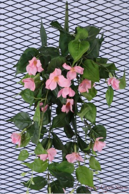 Yapay Sarkıt Begonya Çiçeği Sarmaşığı 85 cm - Pembe - 3
